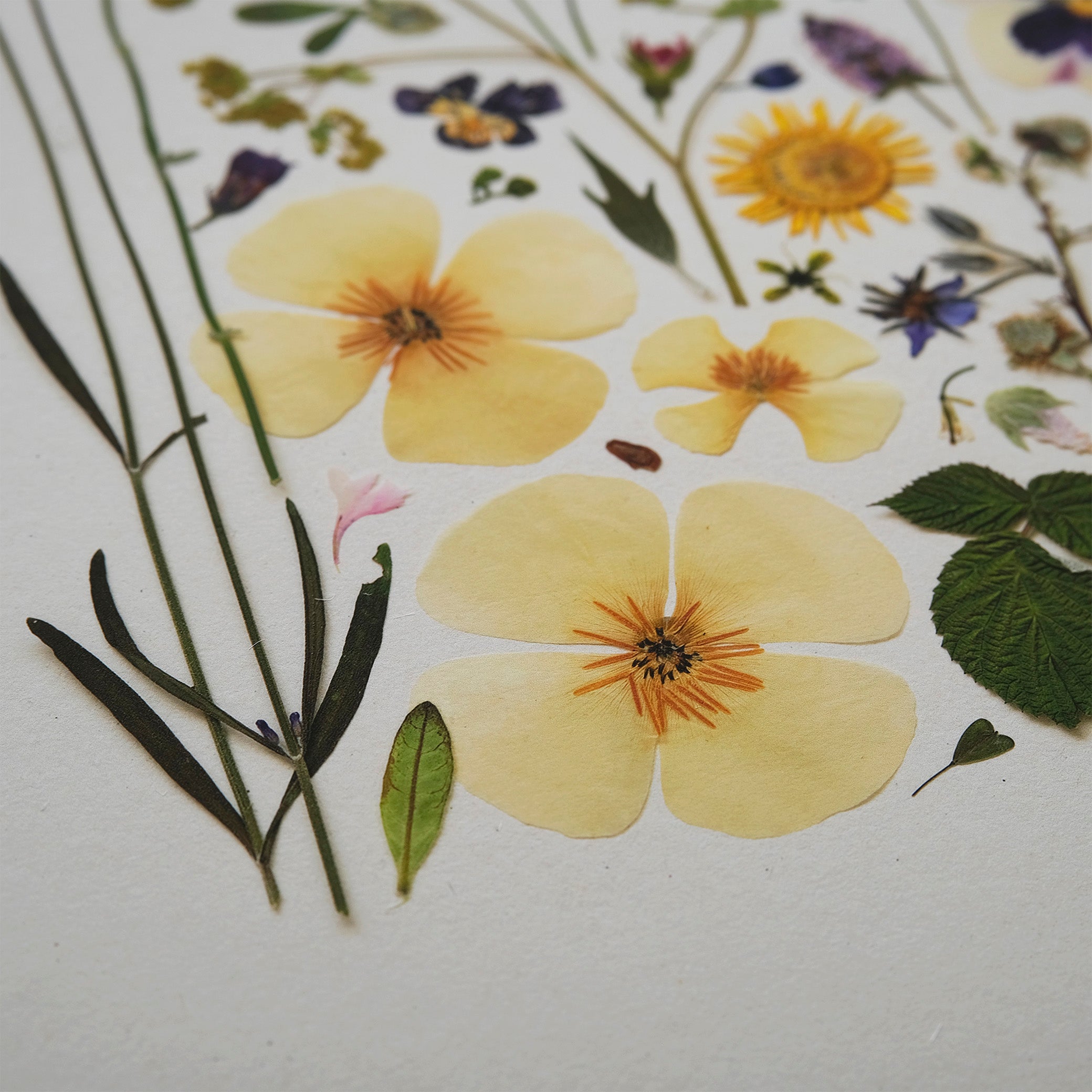 HERB GARDEN | Limited Edition Release