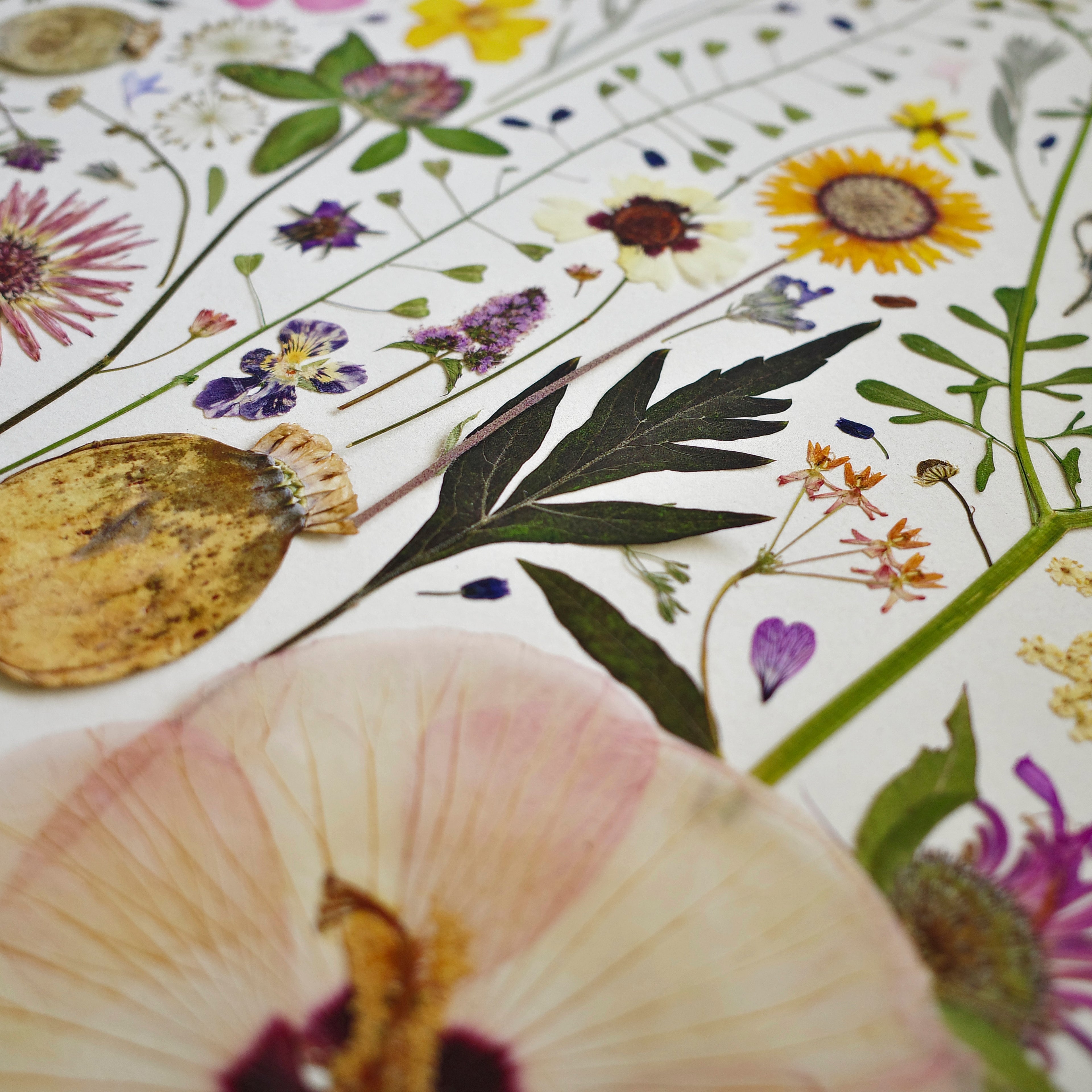 HERB GARDEN | Limited Edition Release