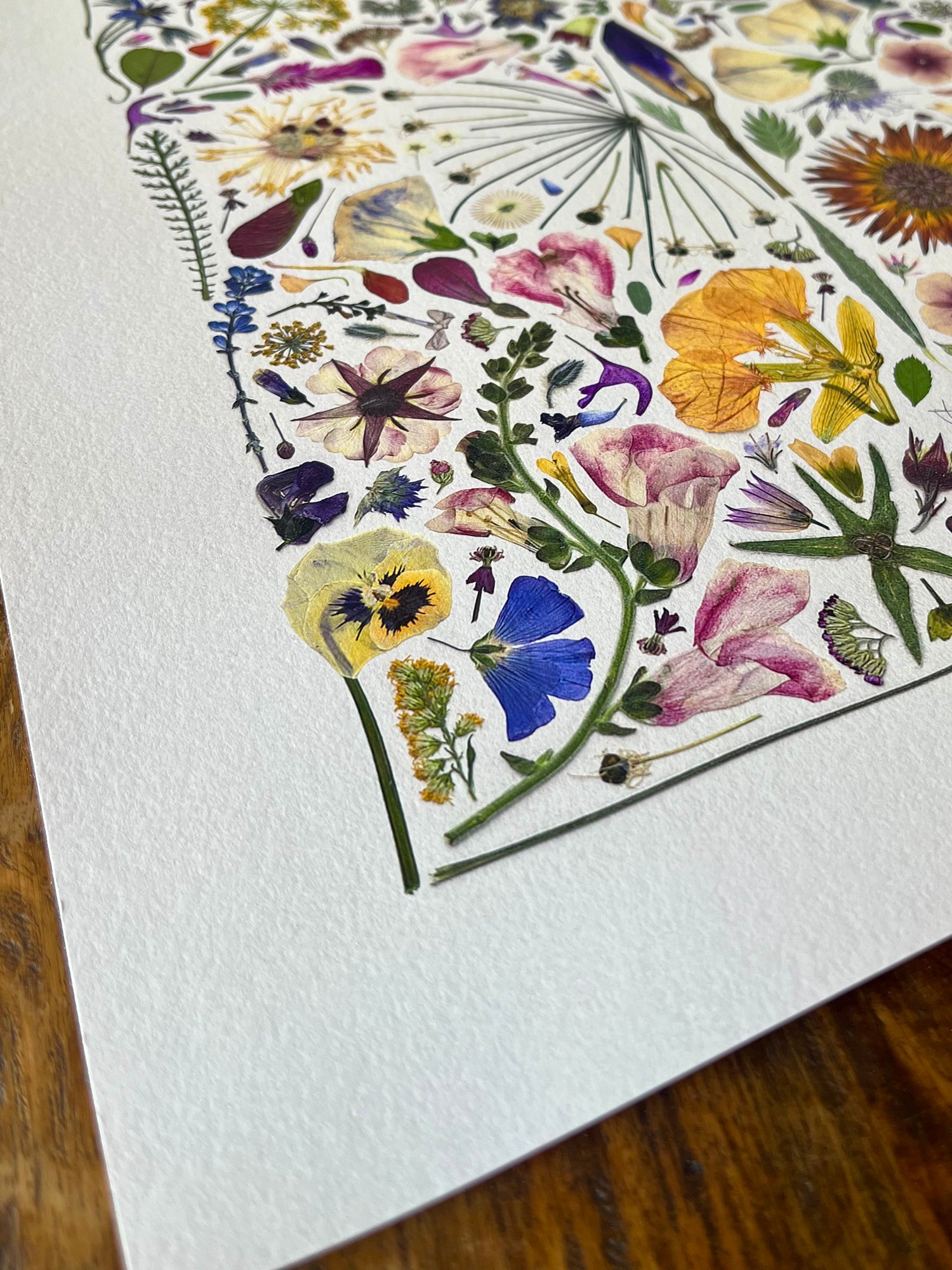 Close up of Pressed Flowers in the Blossom and Branch Fine Art Pressed Flower print.