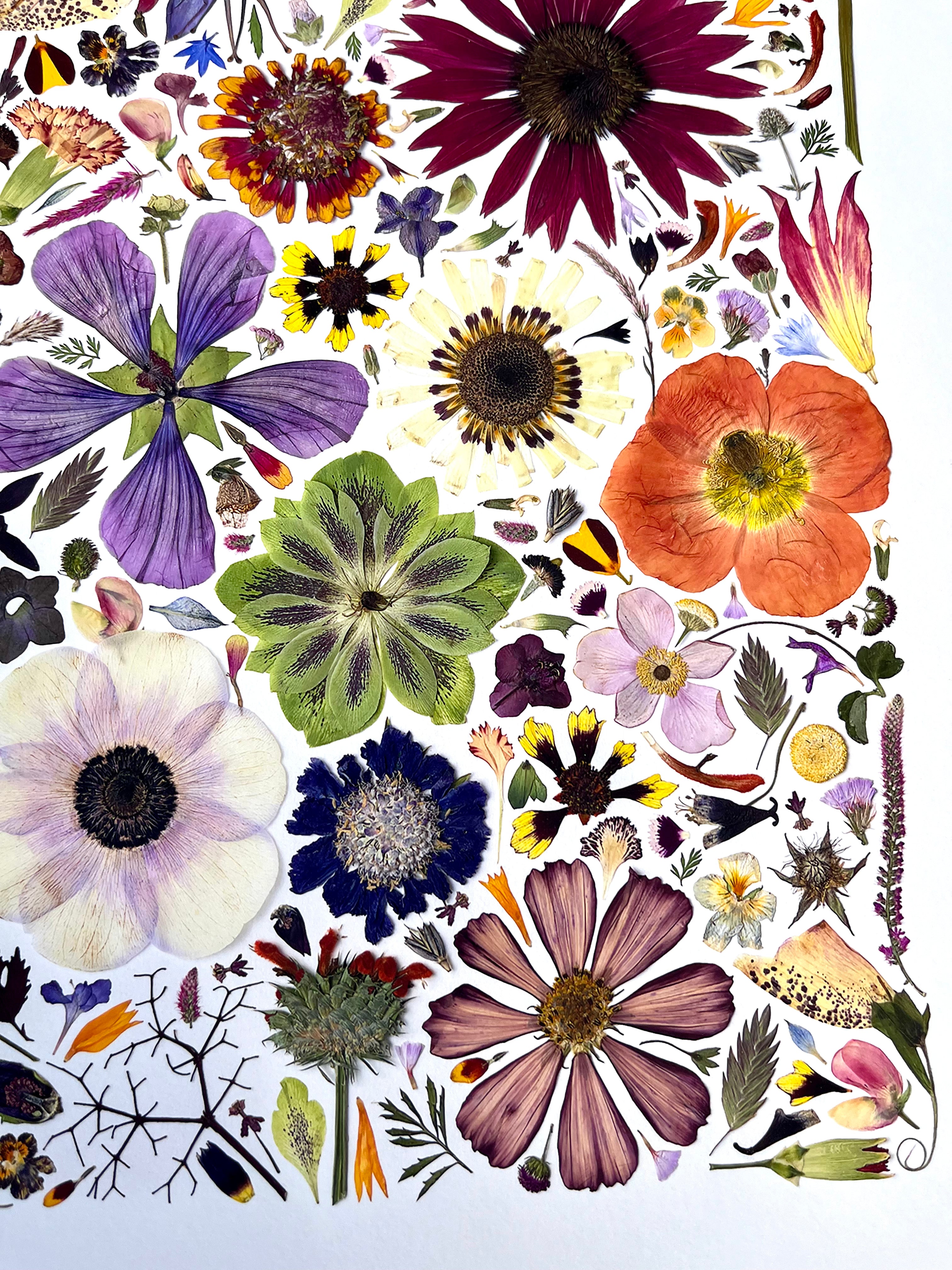 Plume and Furrow Close up of Pressed Flower Fine Art Print