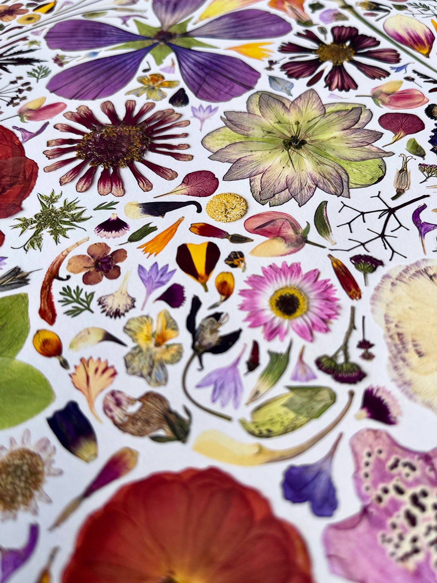 Plume and Furrow Pressed Flower Fine Art Print