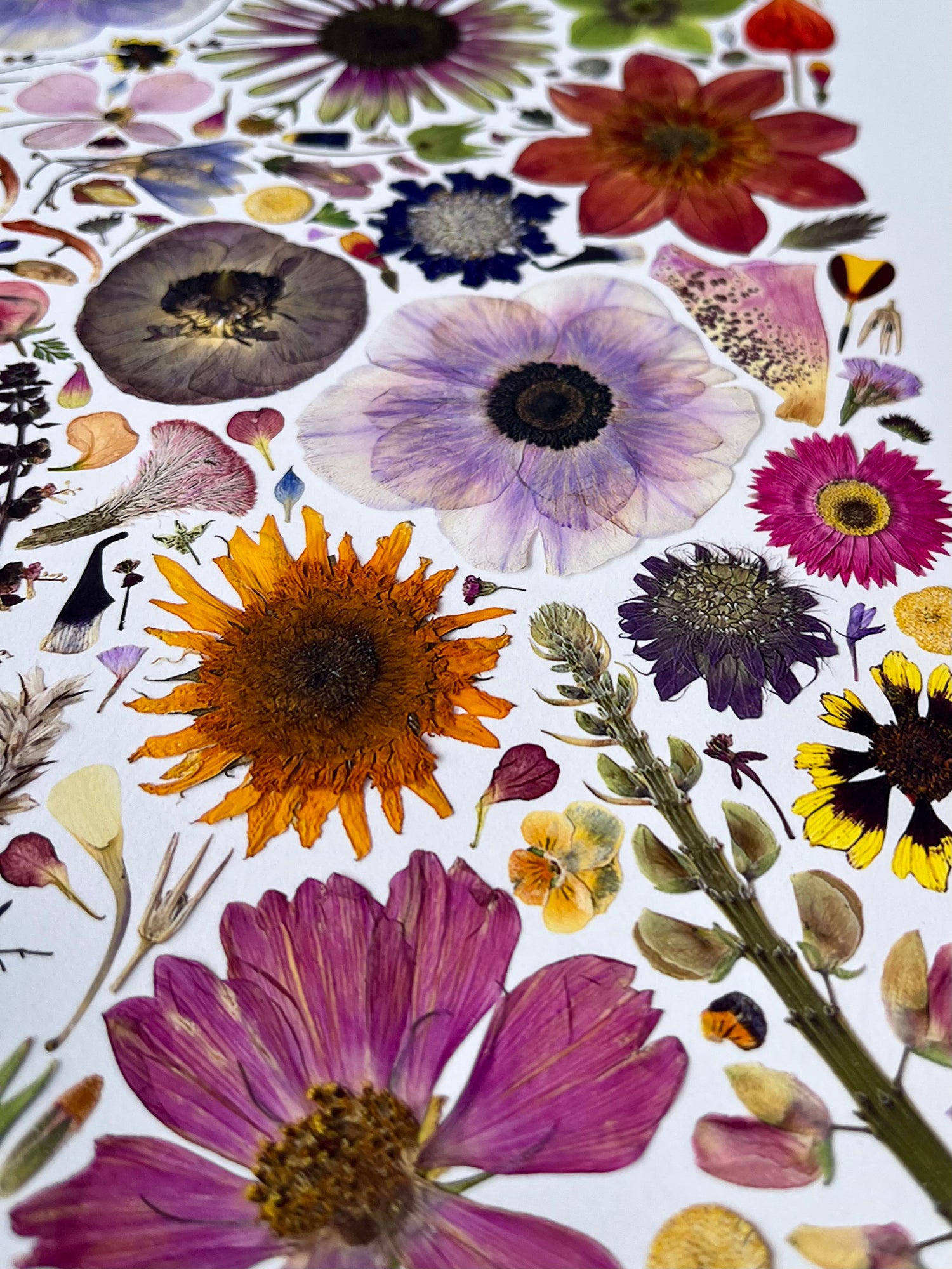 Plume and Furrow Fine Art Print of Pressed Flower Art