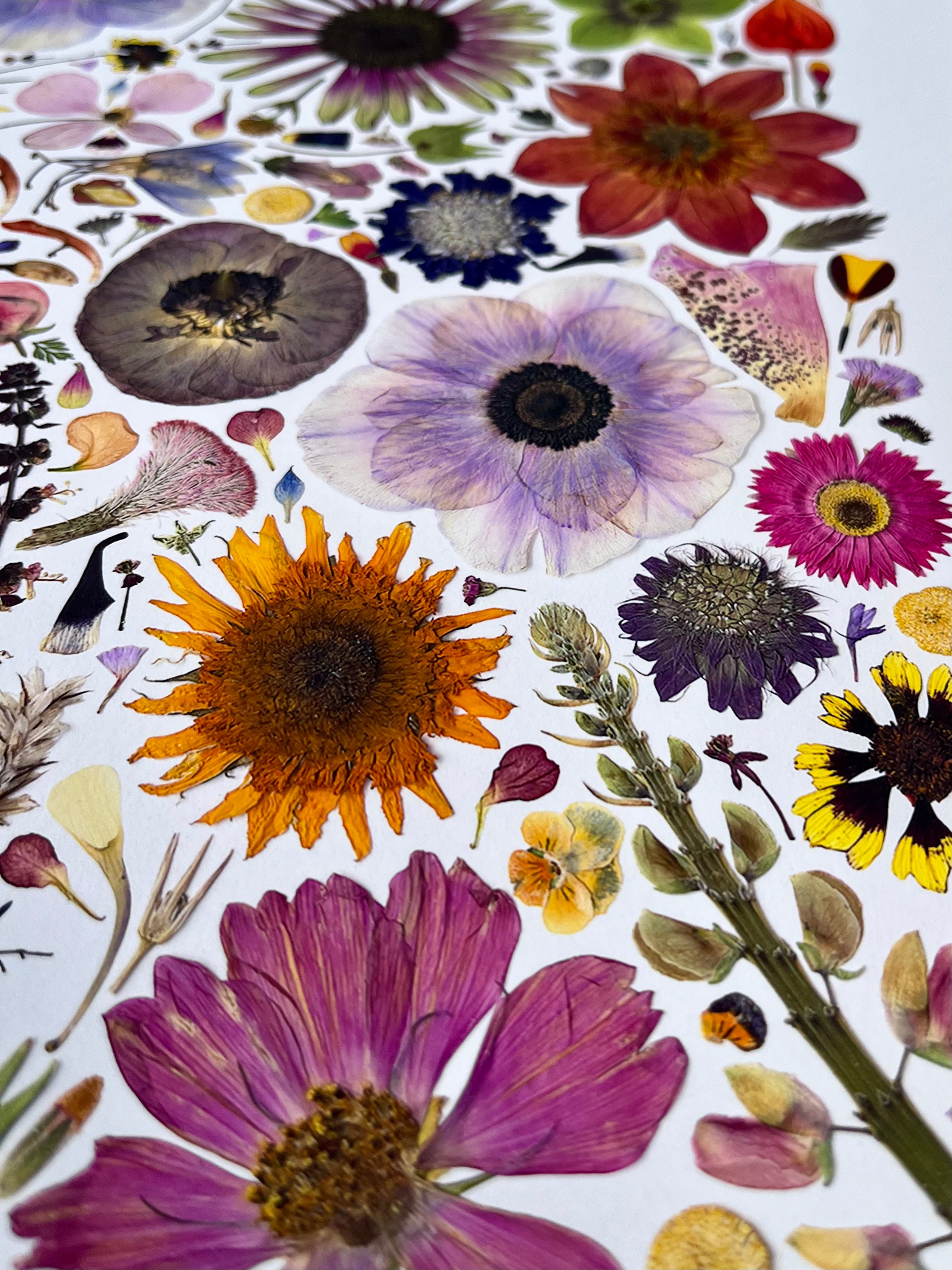 Plume and Furrow Fine Art Print of Pressed Flower Art