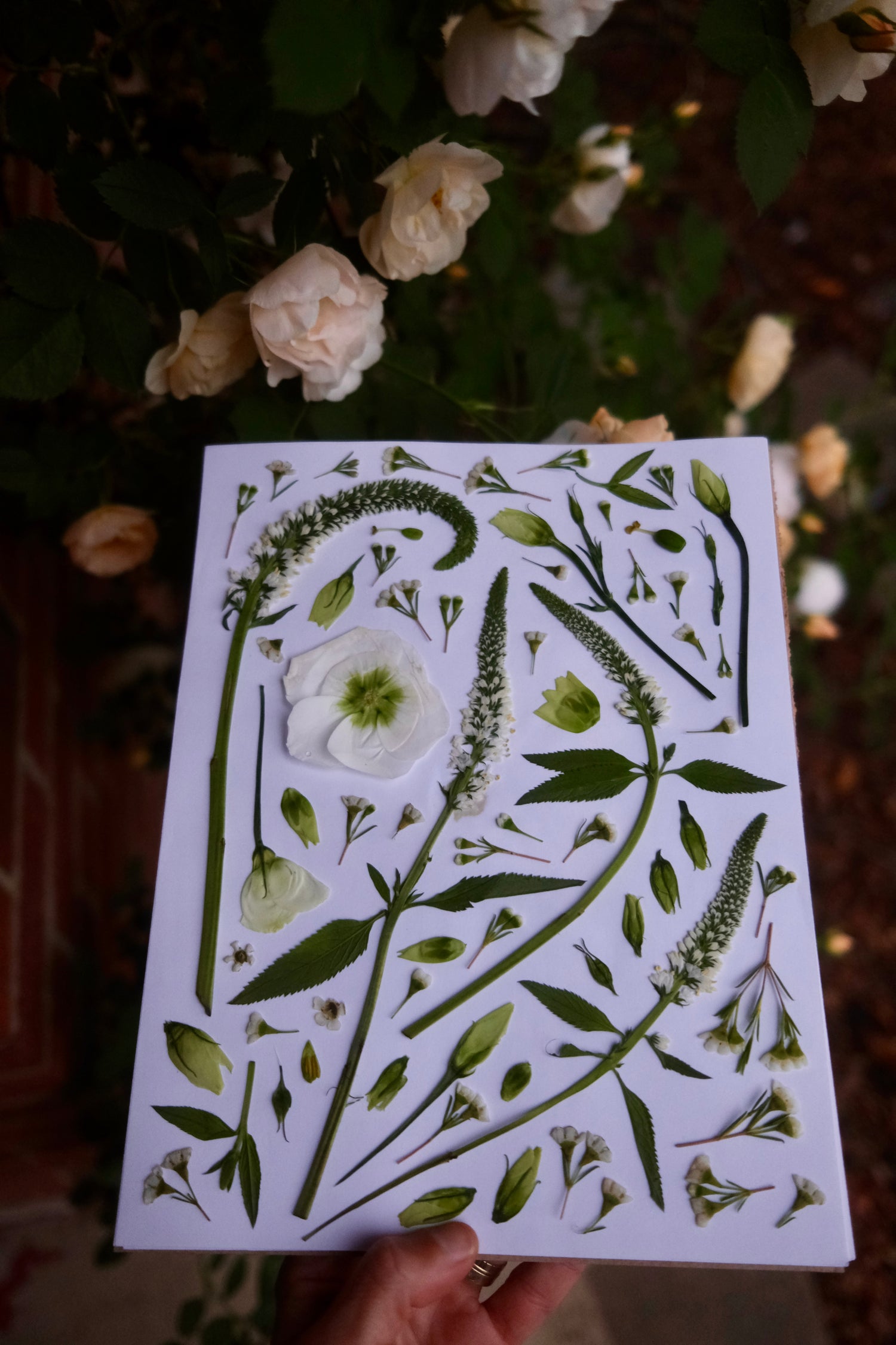 A page of pressed flowers from our flower press with lisianthus, veronica, and wax flower