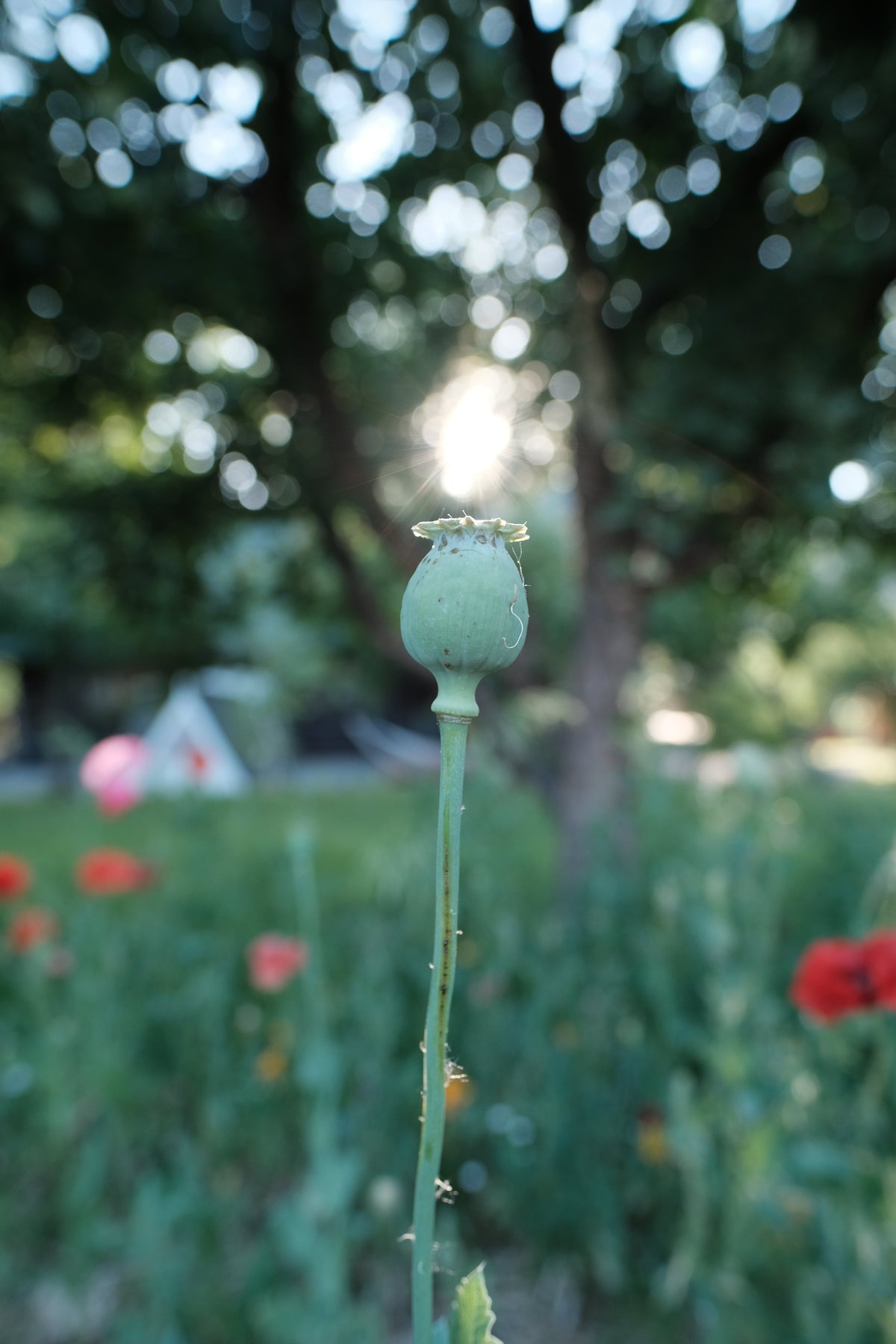 Spring