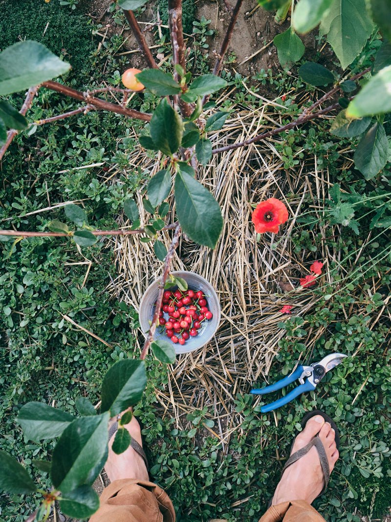 Pressing flowers from the garden