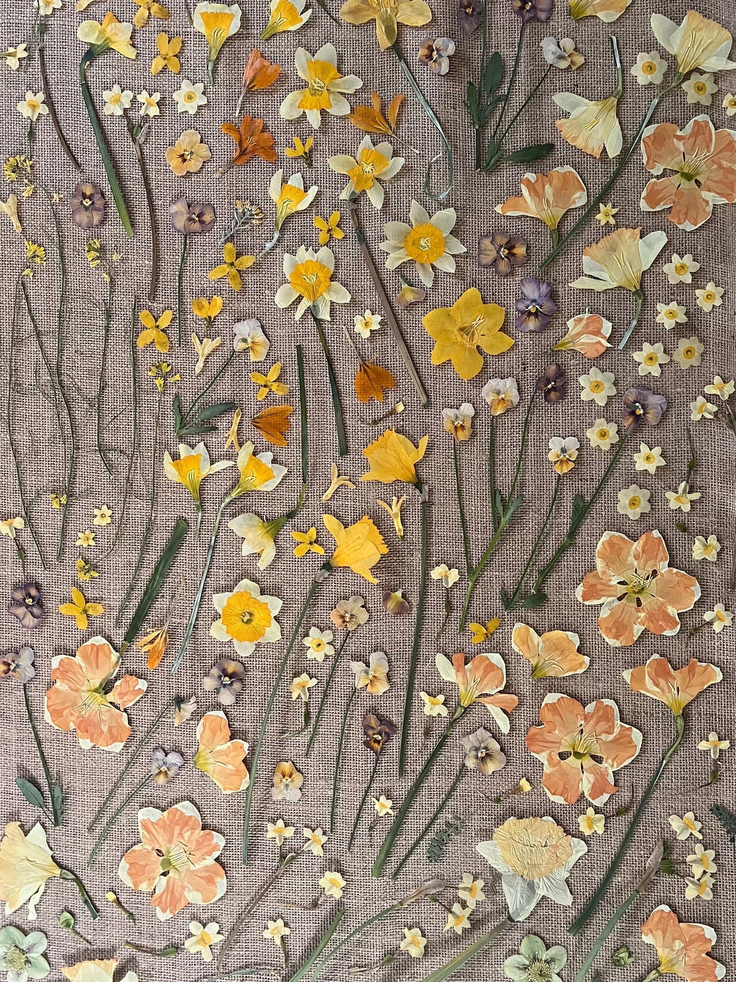 Notes on Pressing Hellebore, Daffodil, Crocus, and Pansy/Viola.