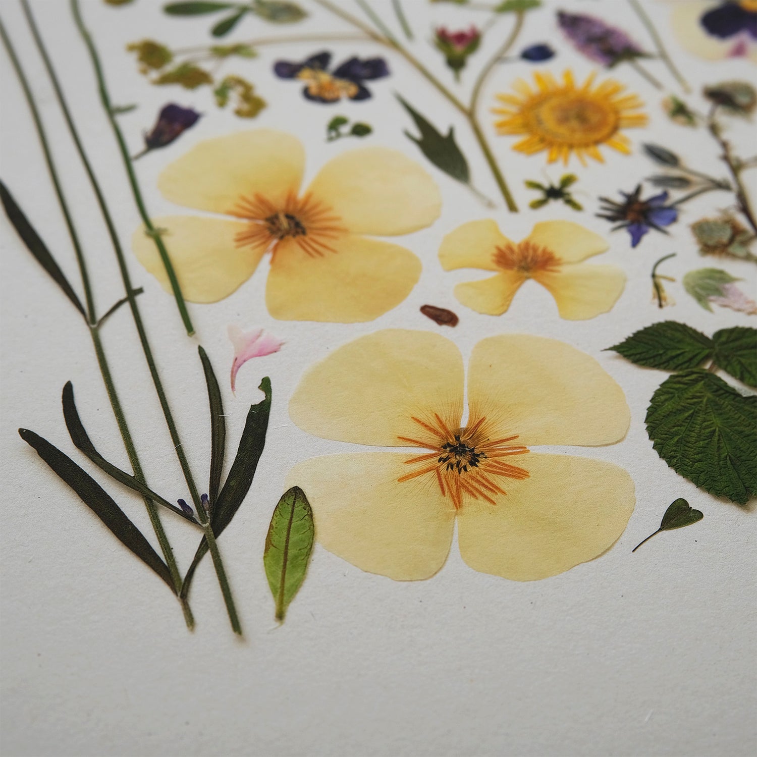 HERB GARDEN | Limited Edition Release