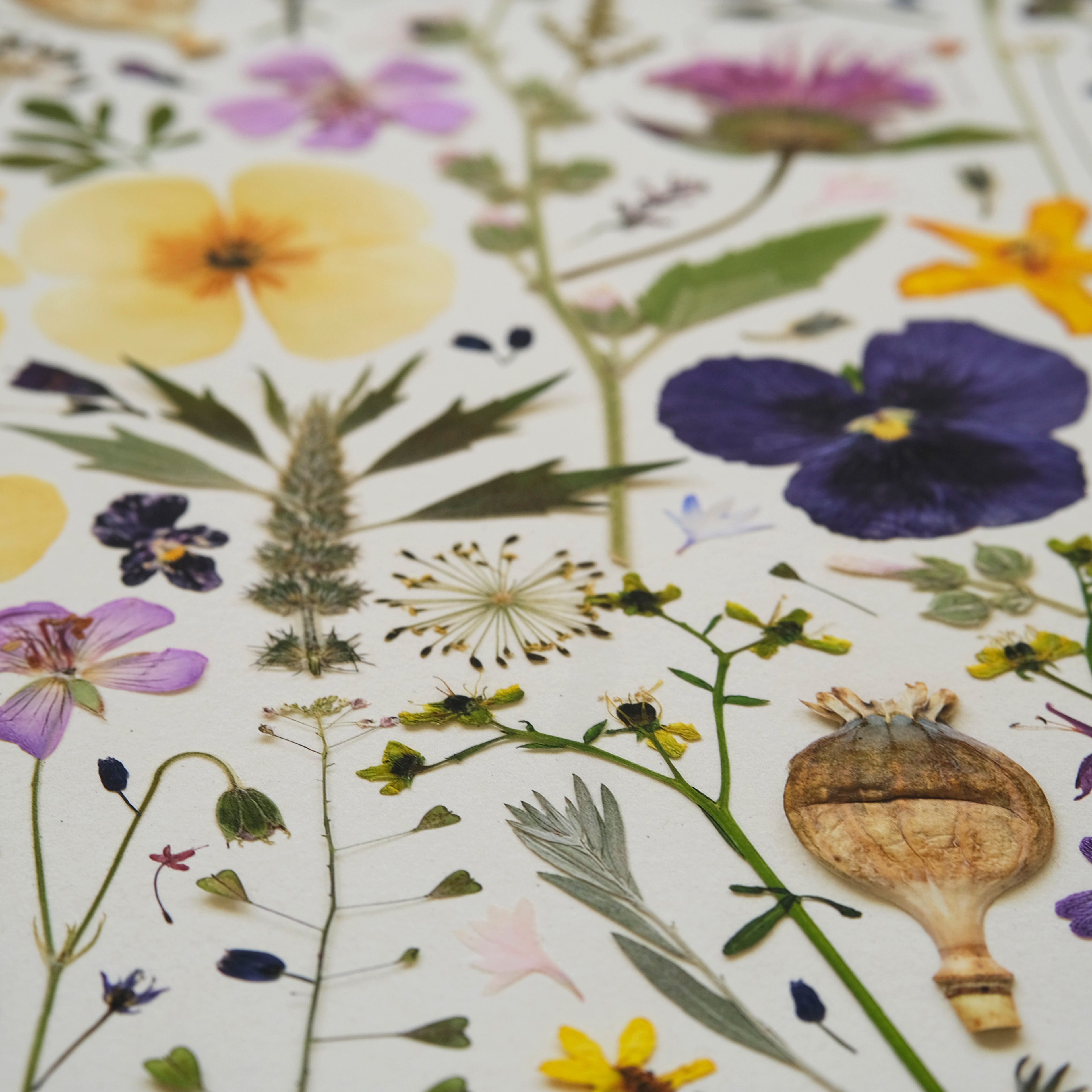 HERB GARDEN | Limited Edition Release