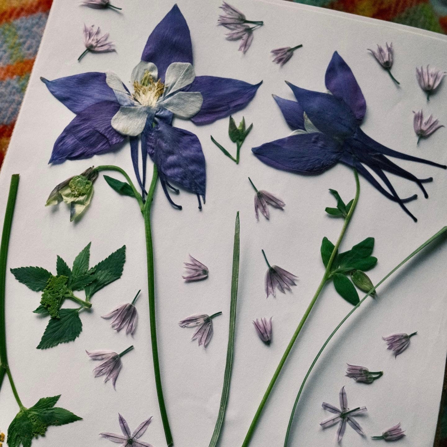 A page in a flower press of pressed columbines and chive blossoms.