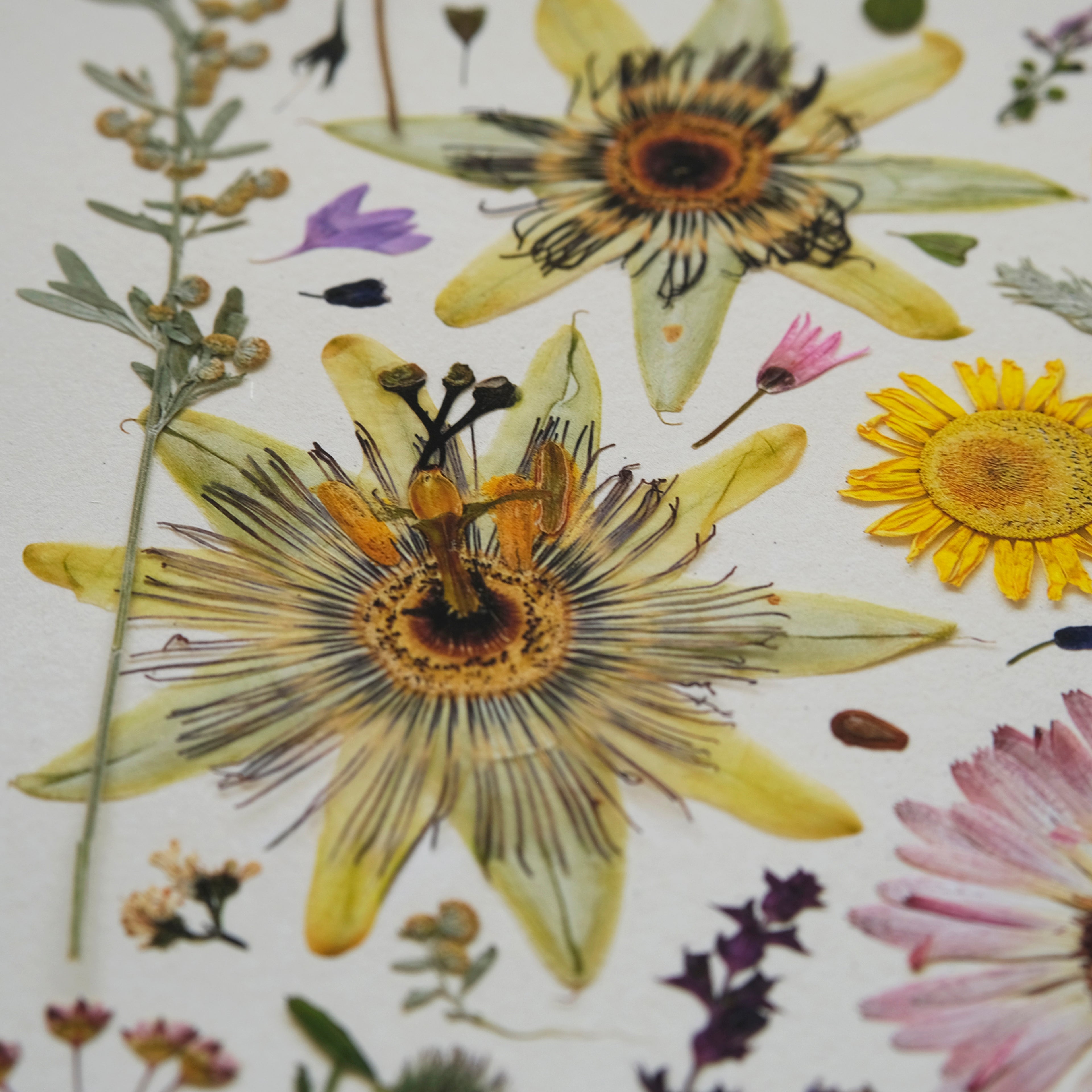 HERB GARDEN | Limited Edition Release