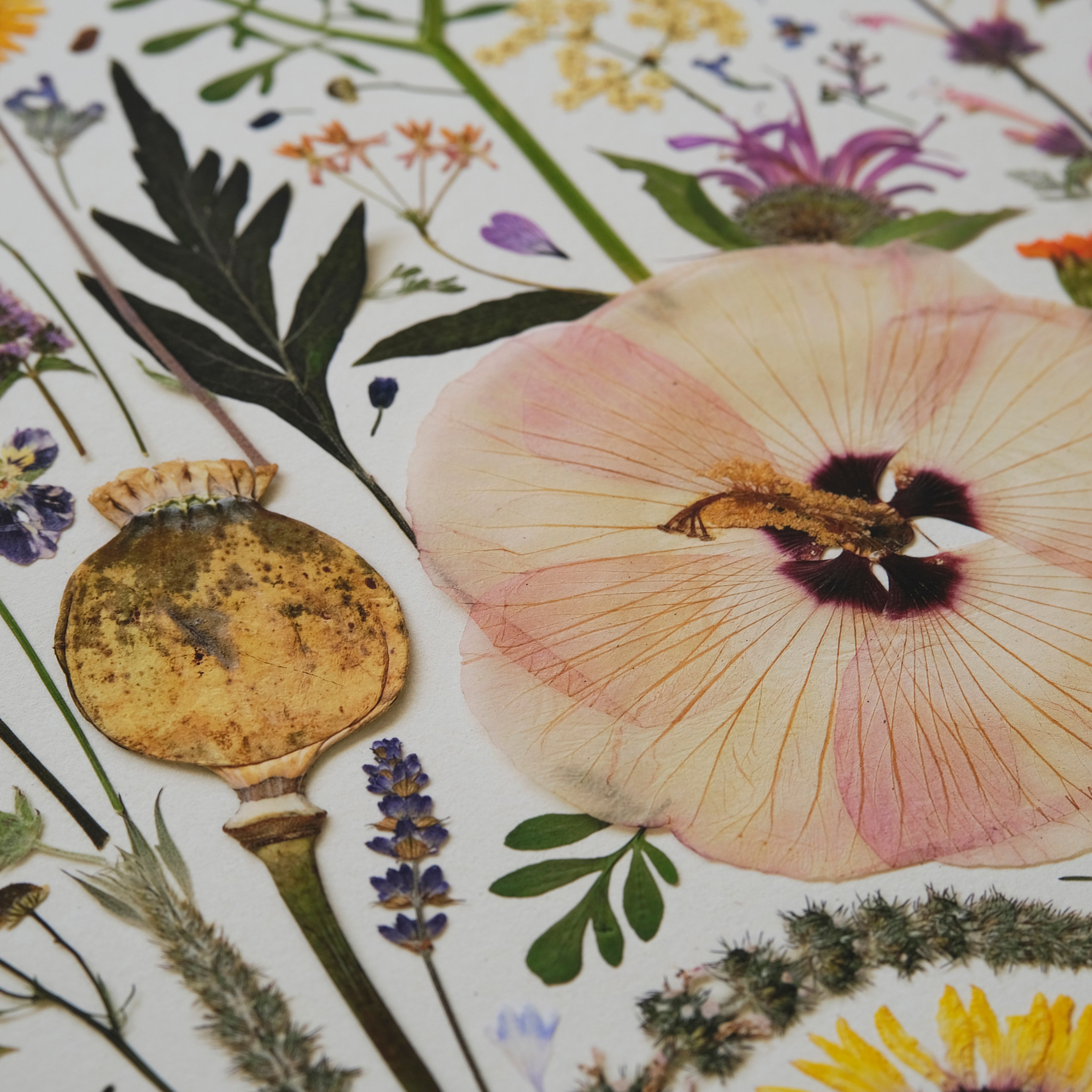 HERB GARDEN | Limited Edition Release
