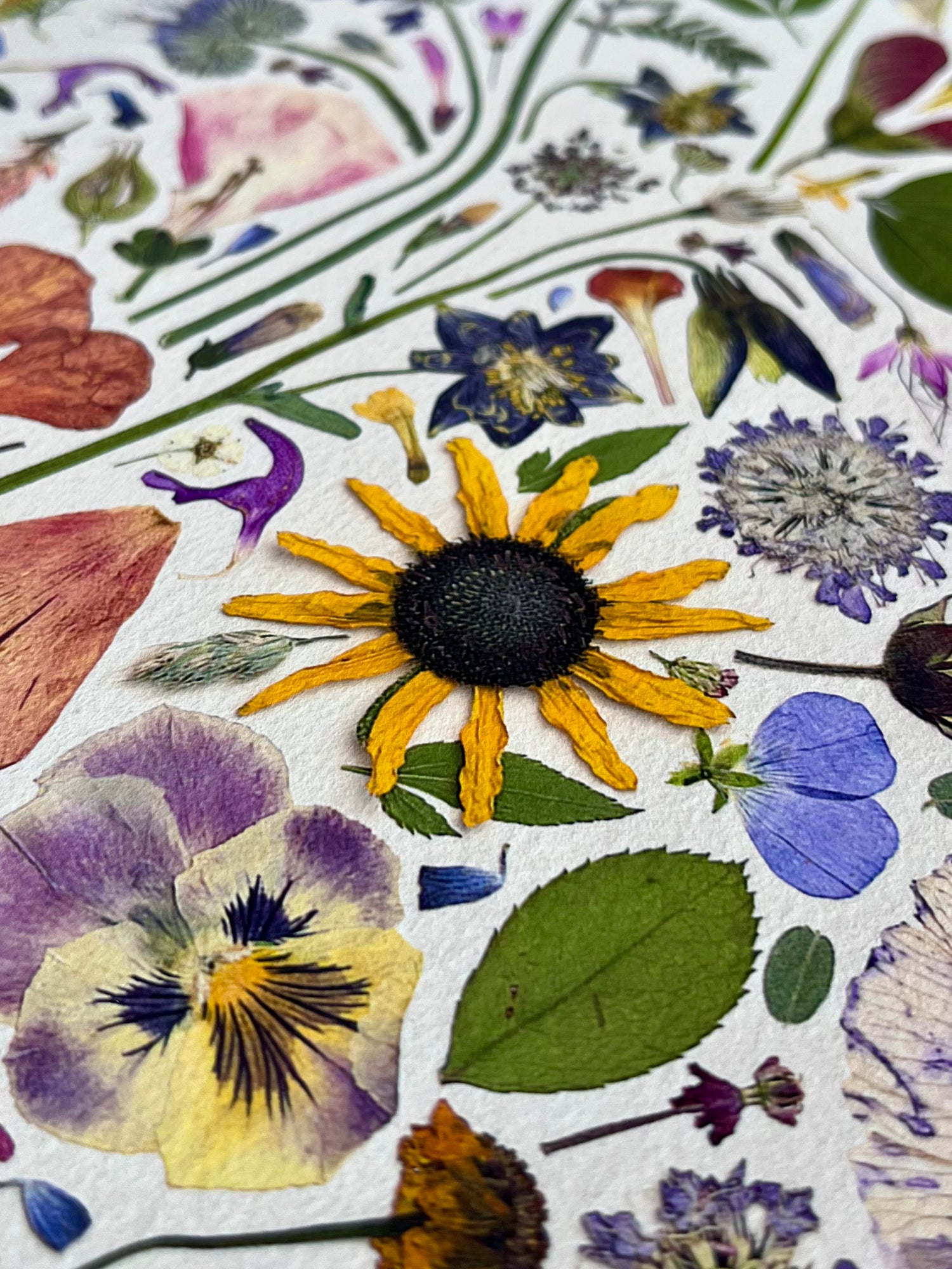 Blossom and Branch Fine Art Print Closeup of Pressed Flowers