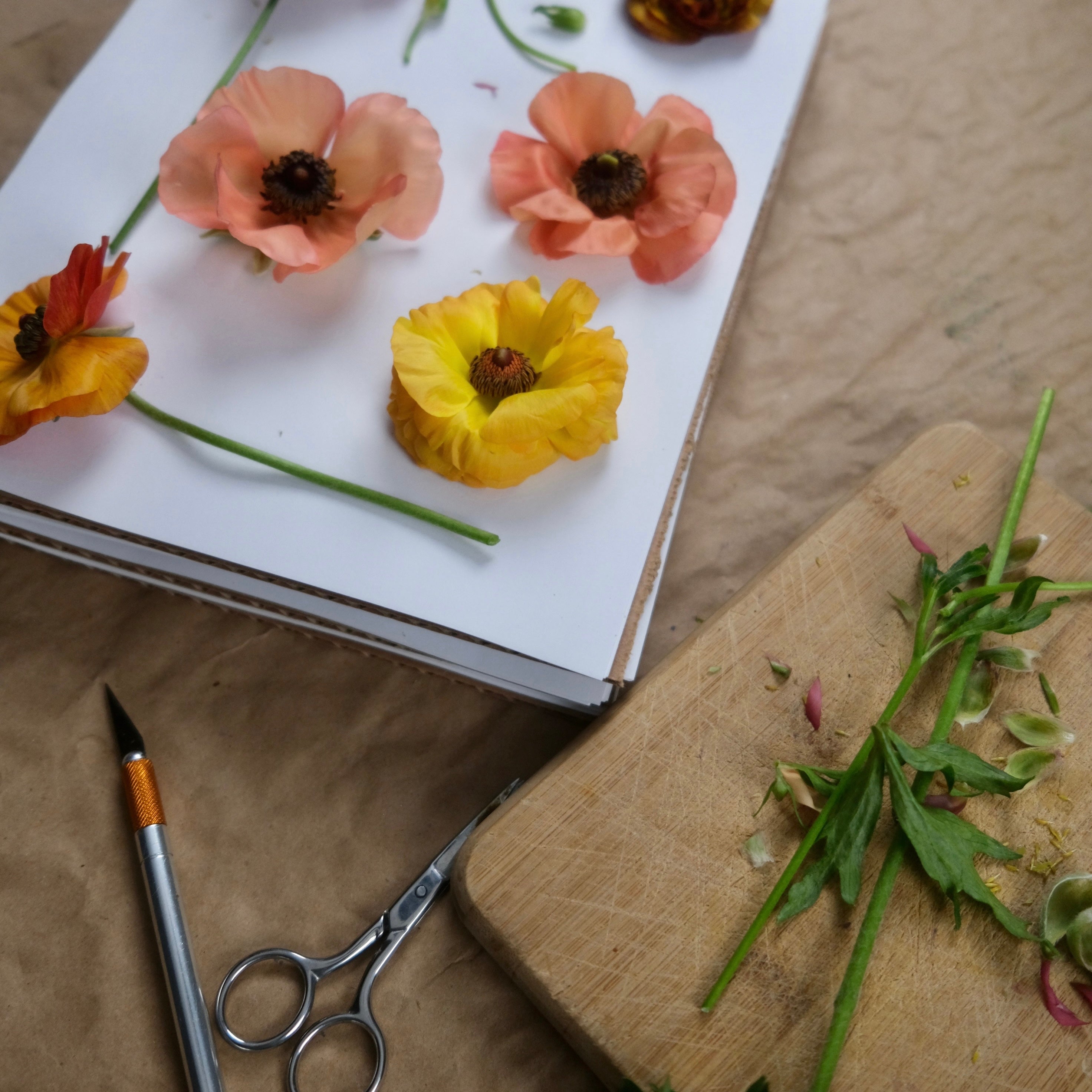 A page in a flower press of pressed butterfly ranunculus