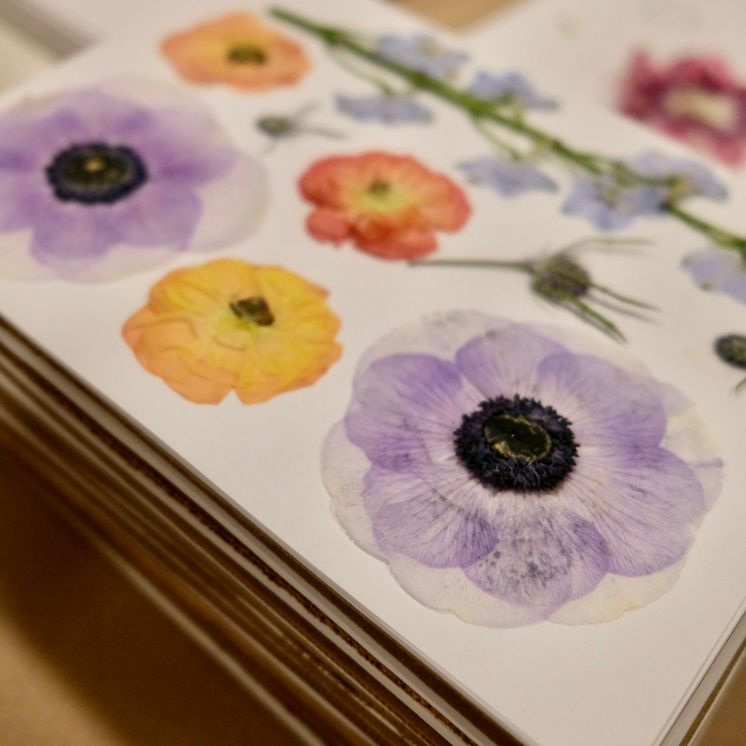 A page in our flower press with pressed sea holly, pressed anemone, pressed ranunculus, and pressed delphinium.