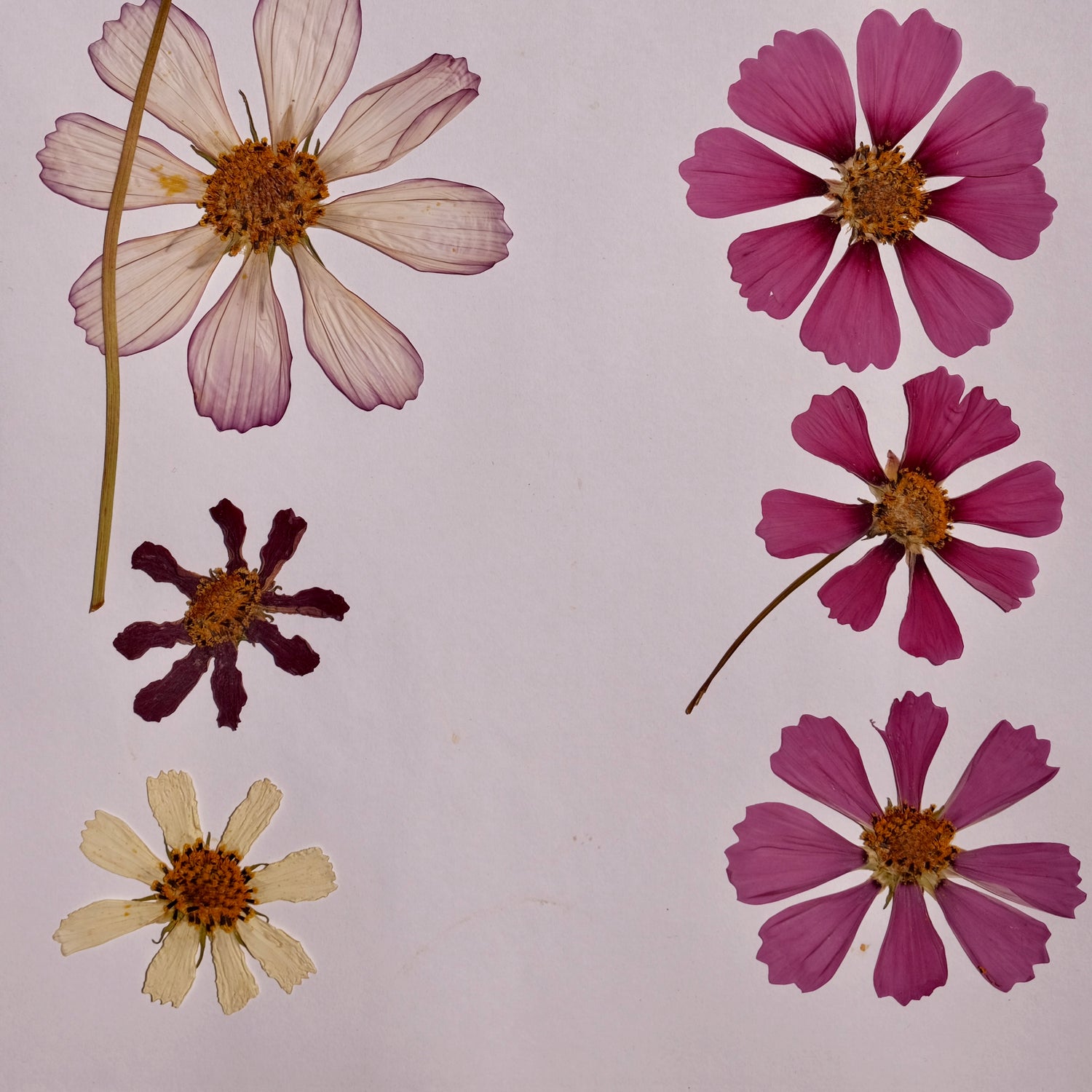 A page showing what nicely pressed cosmos look like vs poorly pressed cosmos.