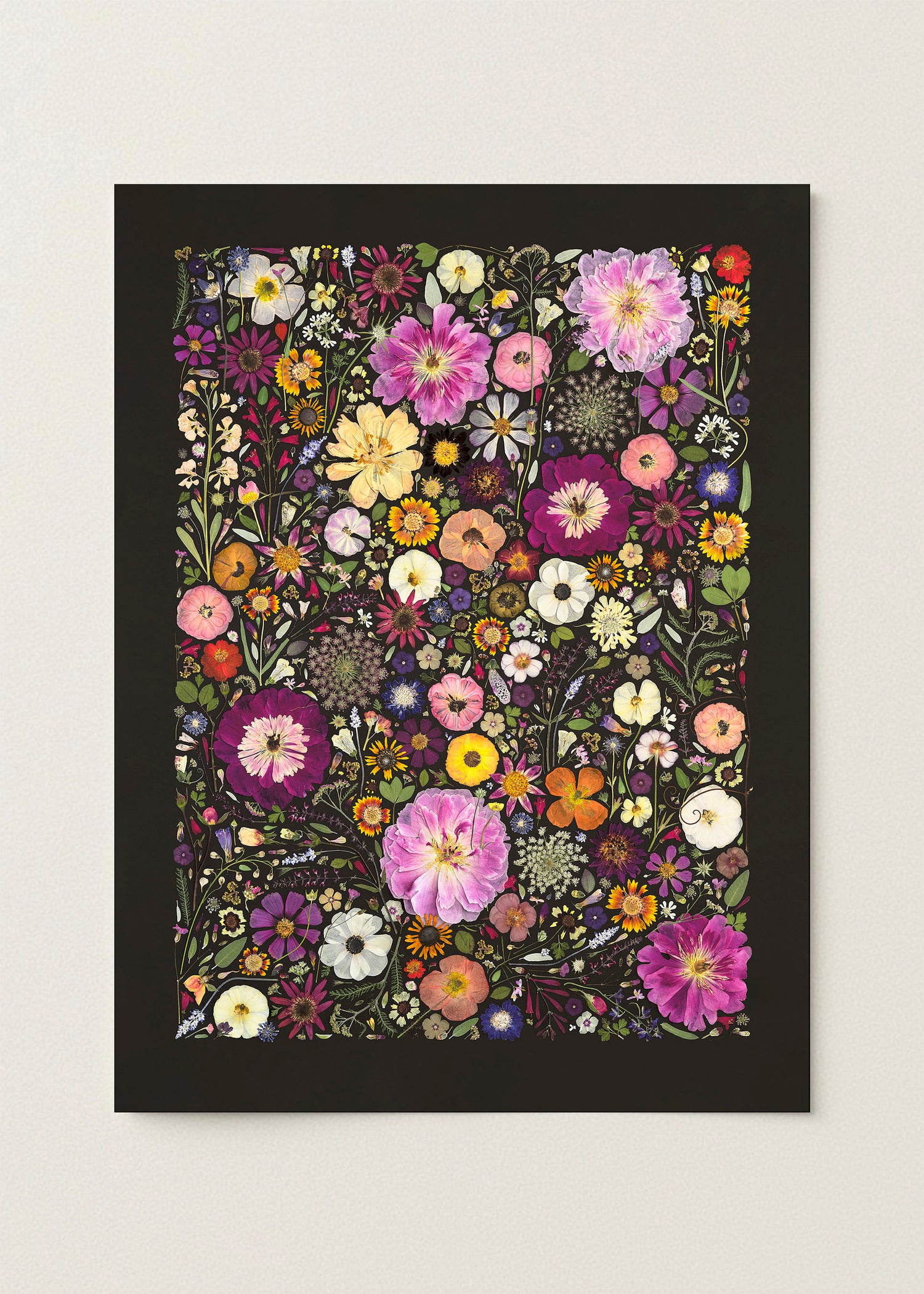Little Hollow &amp; Red Daisy