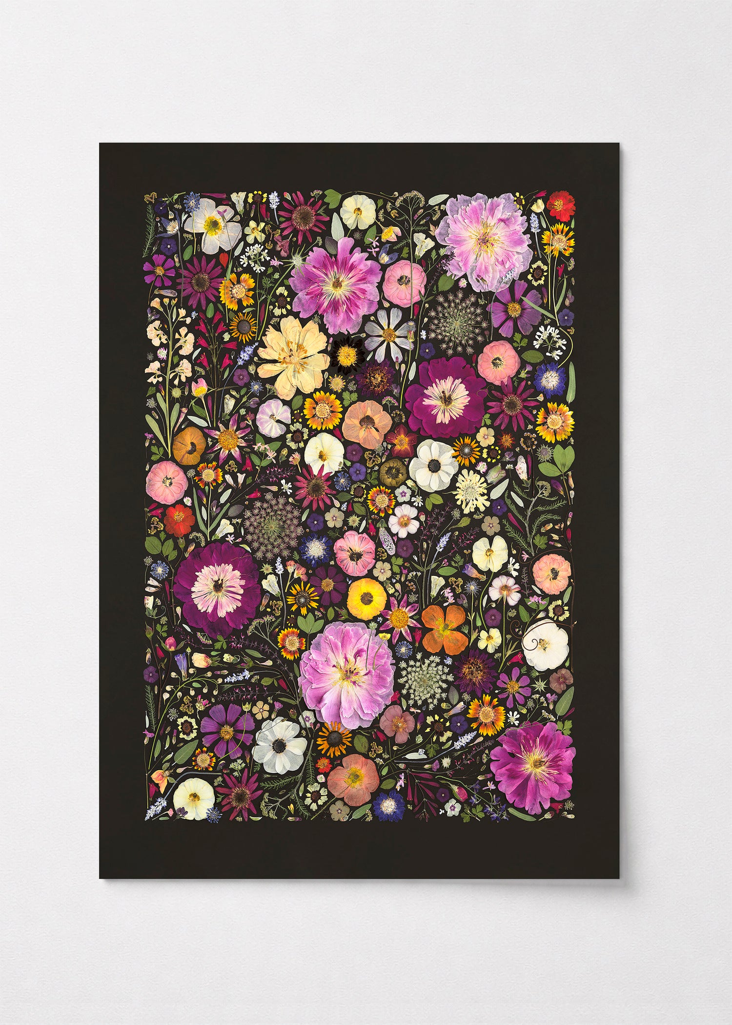 Little Hollow &amp; Red Daisy