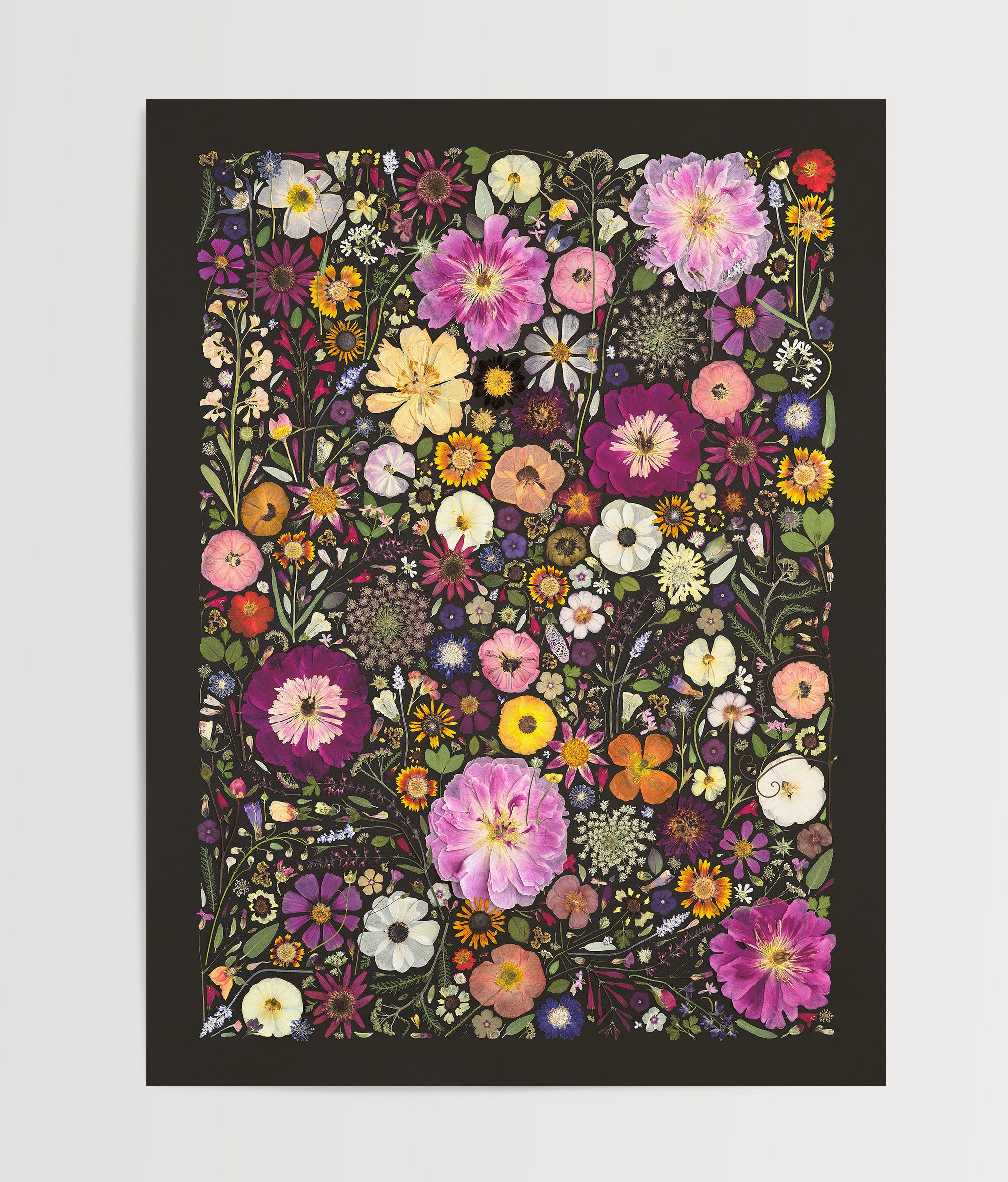 Little Hollow and Red Daisy Pressed Flower Fine Art Print Flatlay