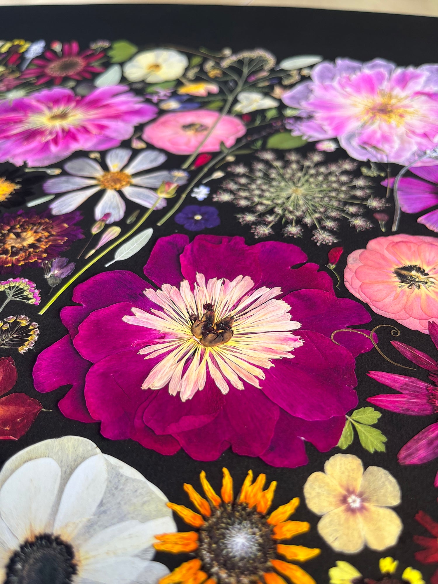 Little Hollow and Red Daisy Closup of Pressed Flower Fine Art Print