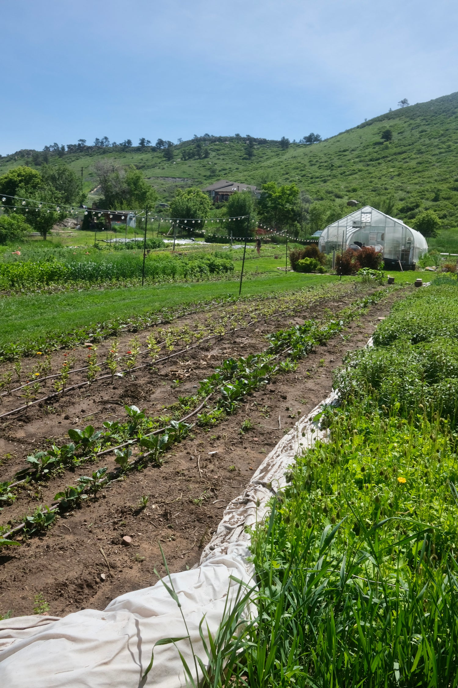 Green rolling hills in the background with newly planted seeds planted in dirt. 