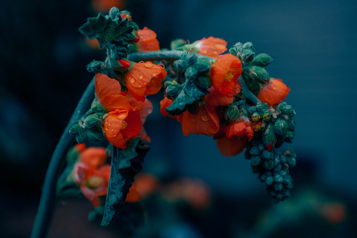 A green stem plant with orange flowers on it with water droplets on it. 