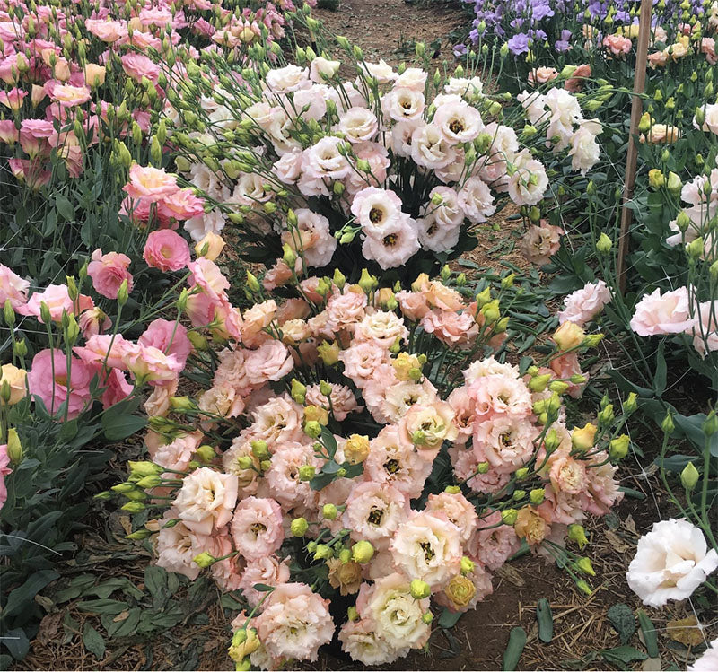 A close up photo of light pink, pink, white, and purple lisianthus flowers. 