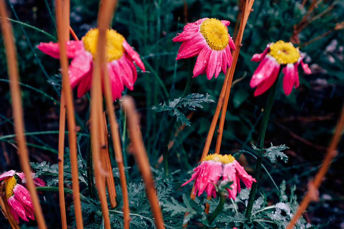 A beautiful scene with green foliage with wood stems and bright pink flowers. 